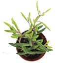 Purple Flush Senecio